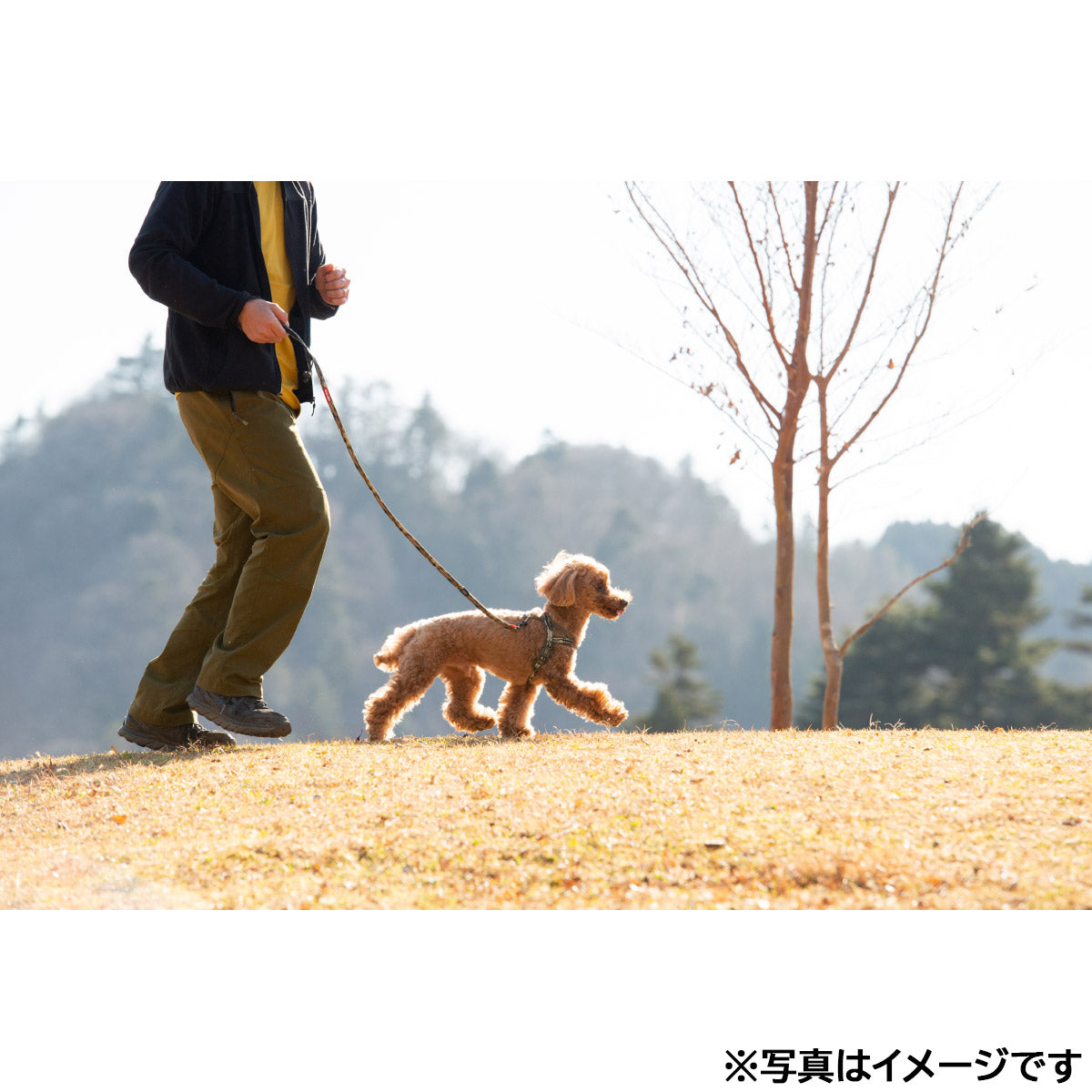 イージードッグ EZYDOG ソフトトレーナーライト レッド