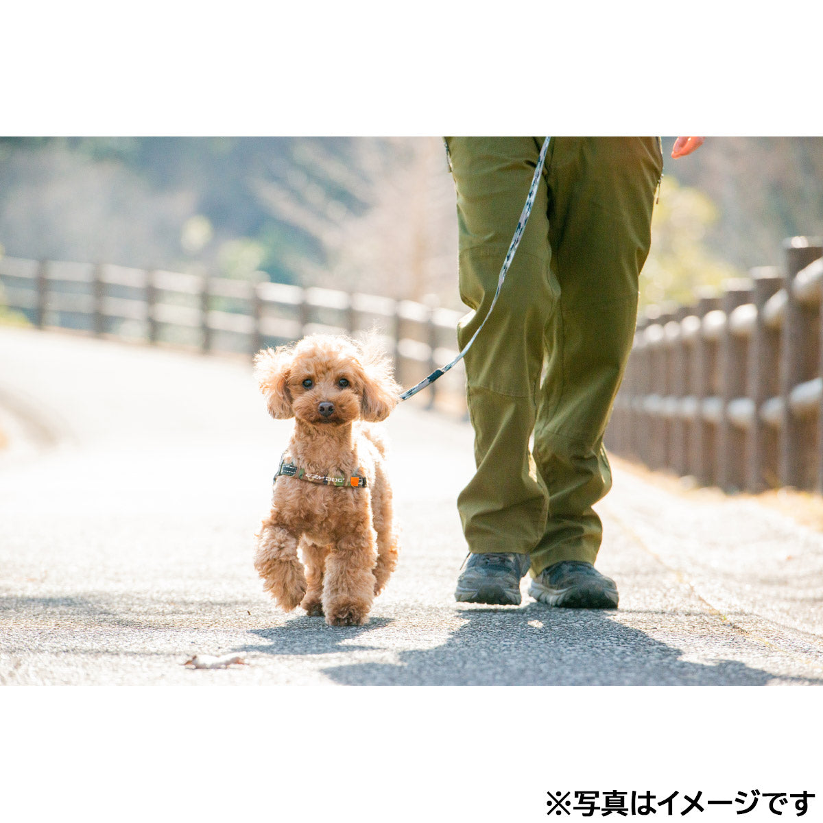 イージードッグ EZYDOG ソフトトレーナーライト ブラック