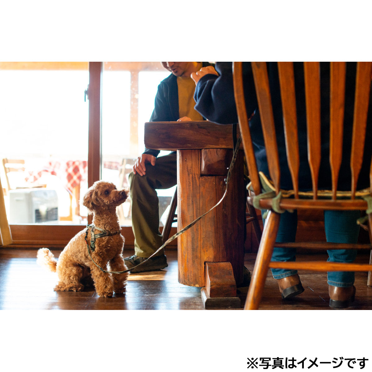 イージードッグ EZYDOG ソフトトレーナーライト ブラック