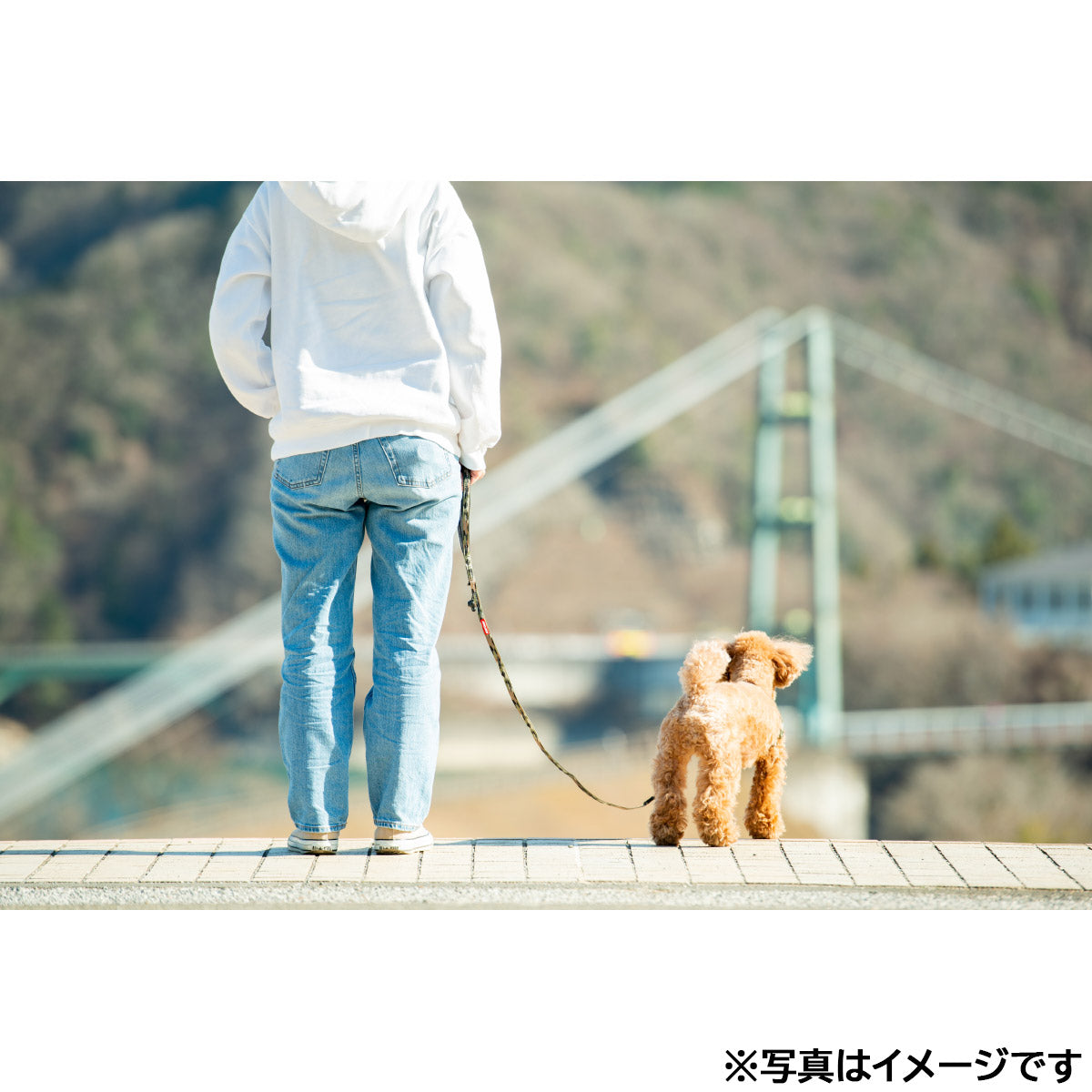イージードッグ EZYDOG ソフトトレーナーライト グリーンカモ