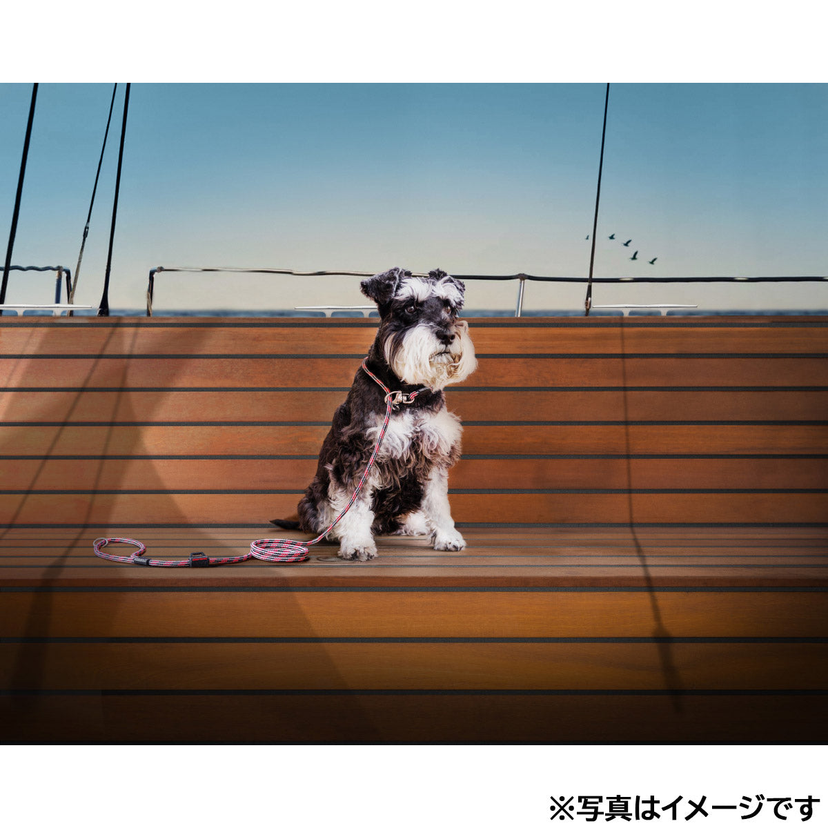 イージードッグ EZYDOG マリンリードライト オレンジ【送料無料】