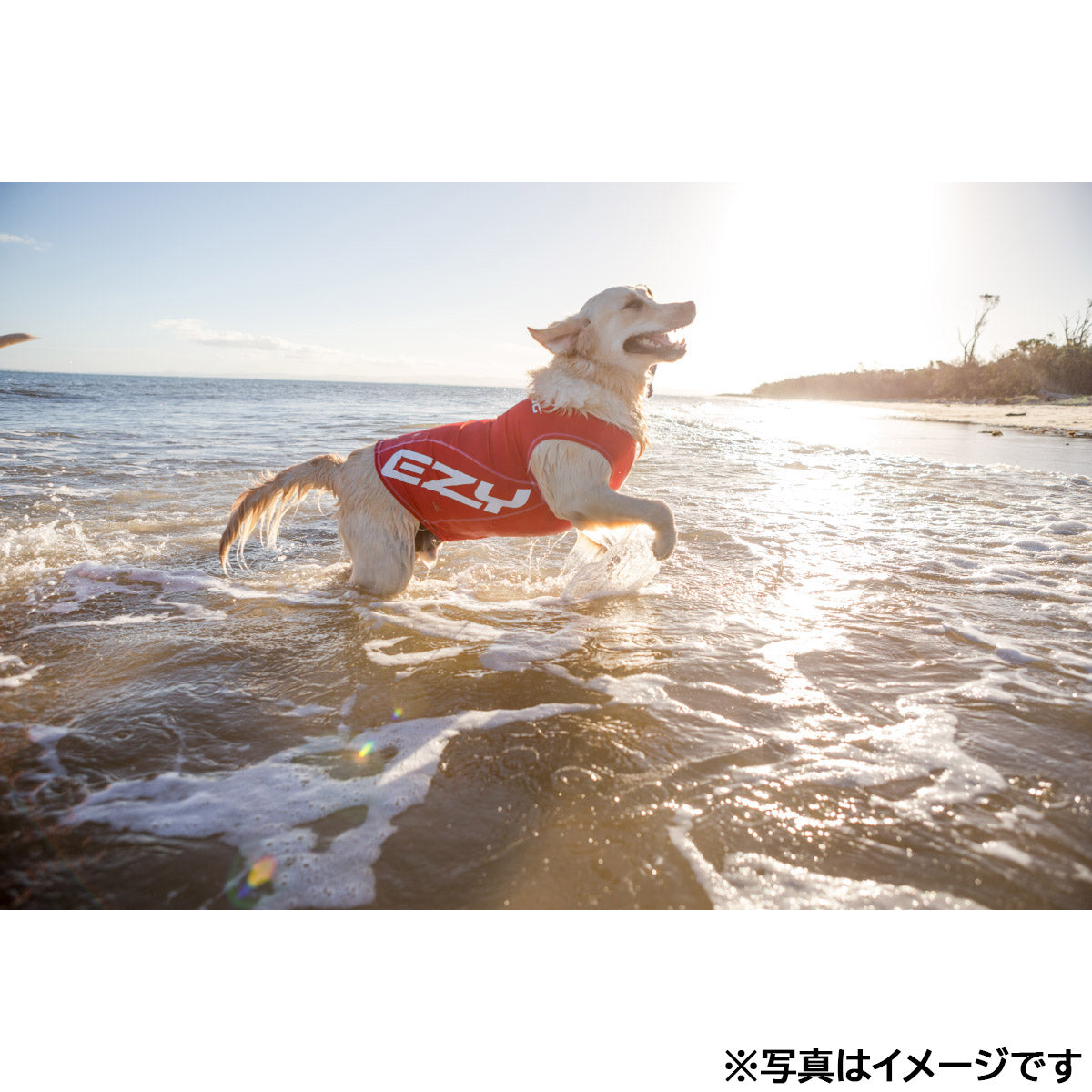 イージードッグ EZYDOG ドッグラッシュガード S ブルー【送料無料】