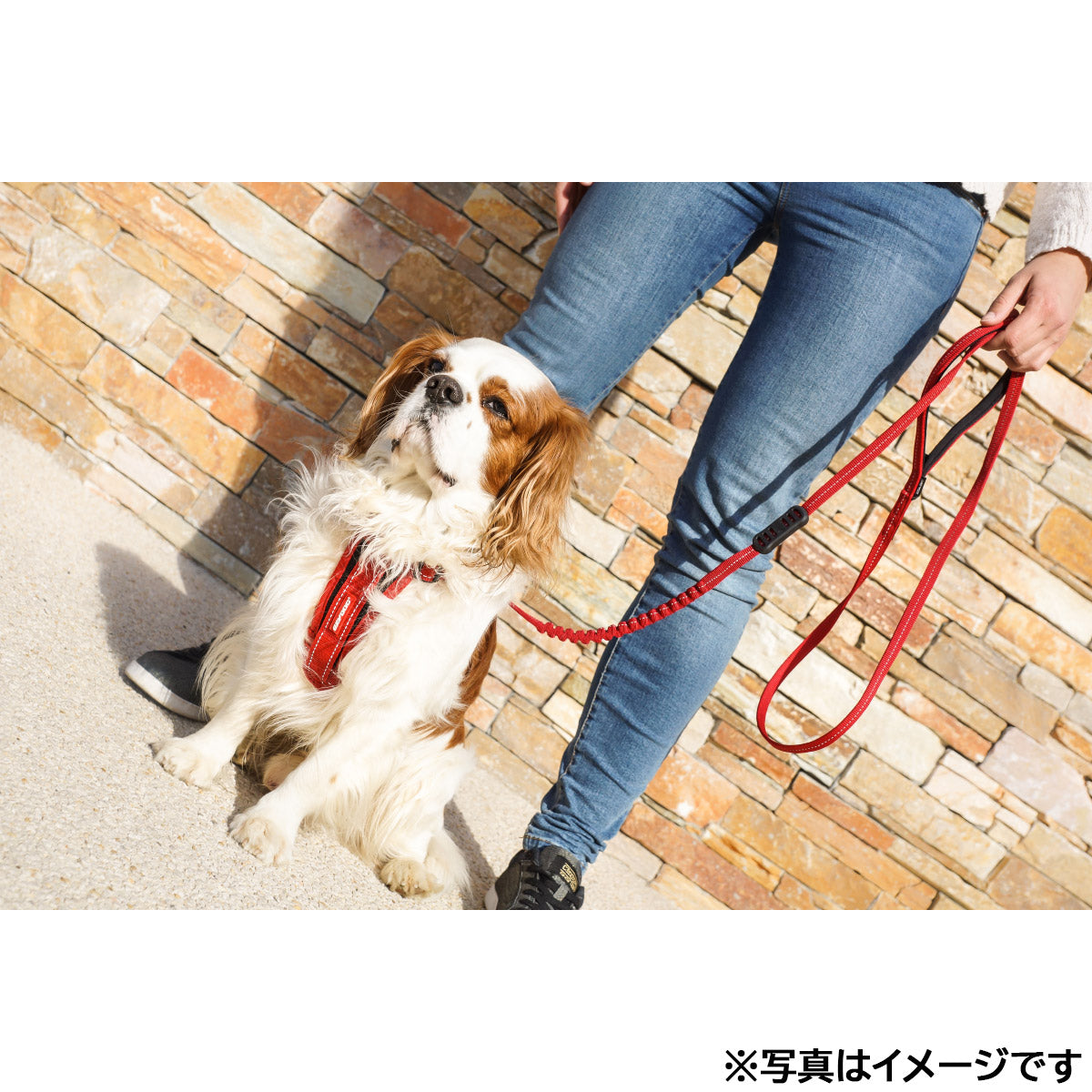 イージードッグ EZYDOG ゼロショックライト グレイ