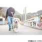 イージードッグ EZYDOG ソフトトレーナー グレイ【送料無料】