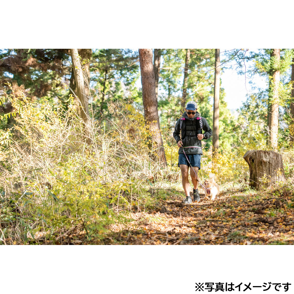 イージードッグ EZYDOG ロードランナーライト グレイ【送料無料】