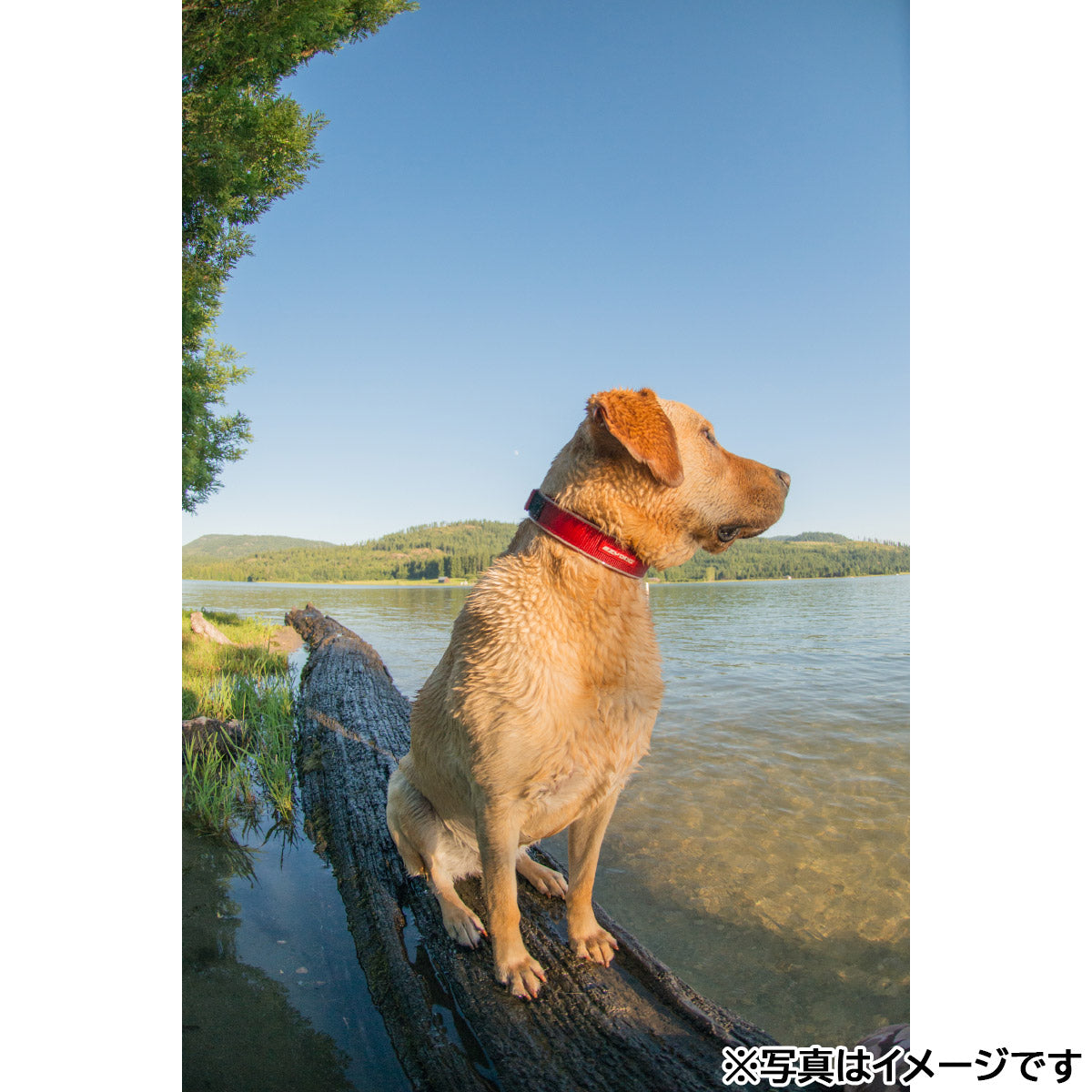 イージードッグ EZYDOG ネオカラー XL グレイ