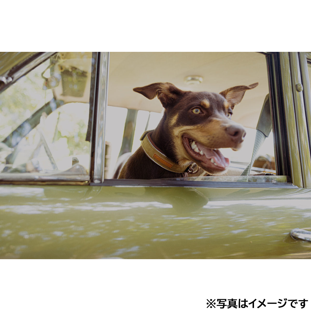 イージードッグ EZYDOG プレミアム コーデュロイ コレクション ネオカラー S コーデュロイ
