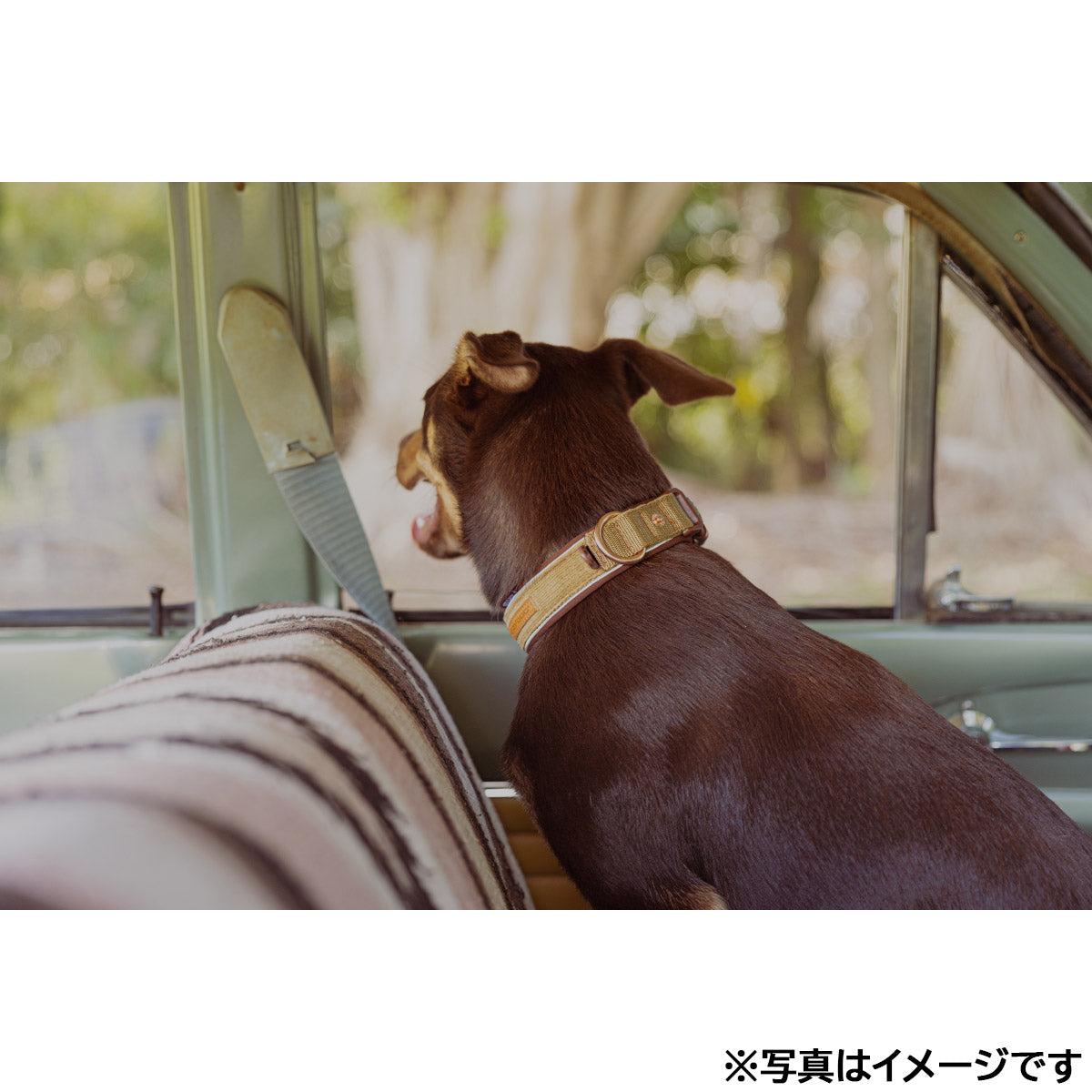 イージードッグ EZYDOG プレミアム コーデュロイ コレクション ネオカラー XL コーデュロイ【送料無料】
