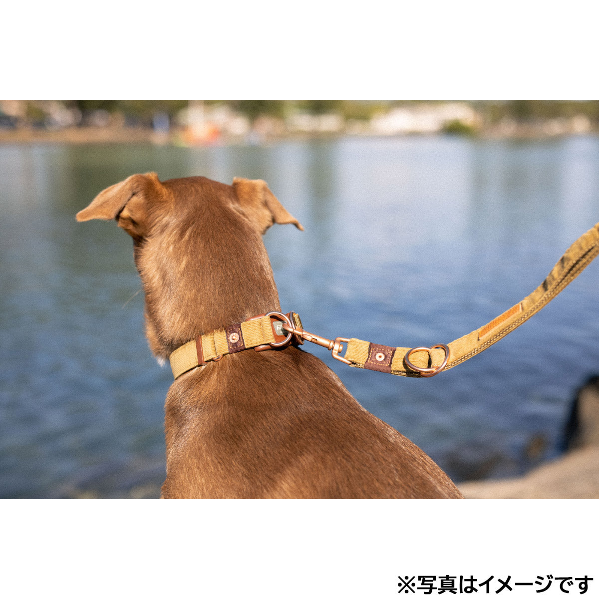 イージードッグ EZYDOG プレミアム コーデュロイ コレクション ダブルロックカラー M コーデュロイ【送料無料】