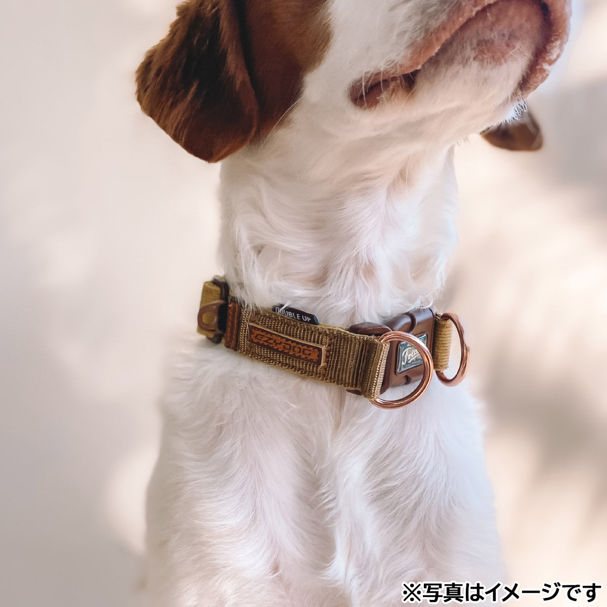 イージードッグ EZYDOG プレミアム コーデュロイ コレクション ダブルロックカラー M コーデュロイ【送料無料】