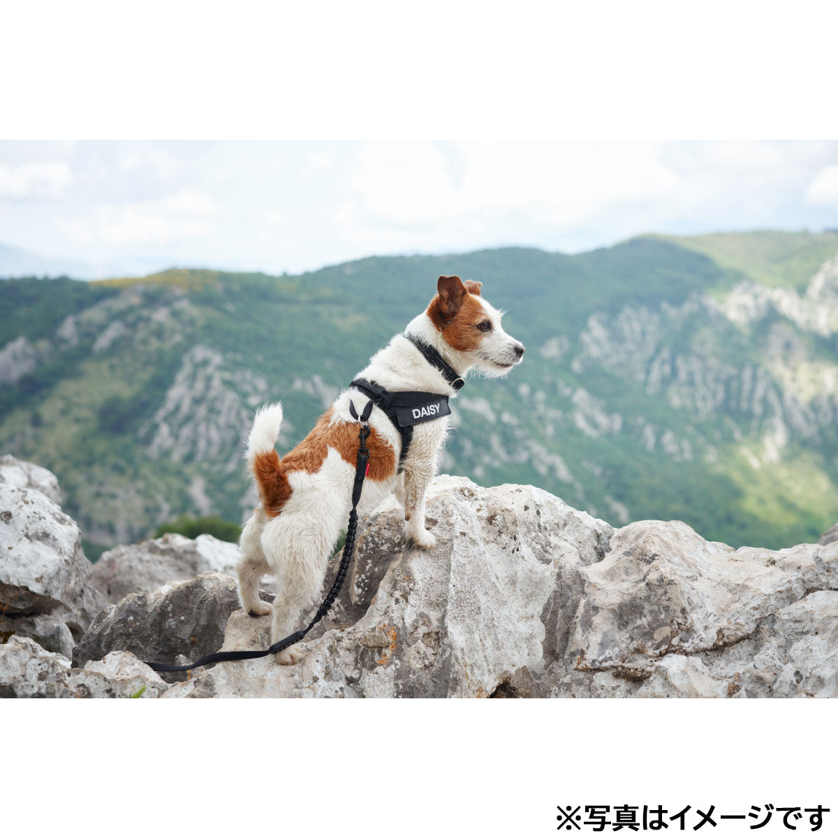 イージードッグ EZYDOG エクスプレスハーネス XXS レッド【送料無料】