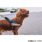 イージードッグ EZYDOG エクスプレスハーネス XXS デニム【送料無料】