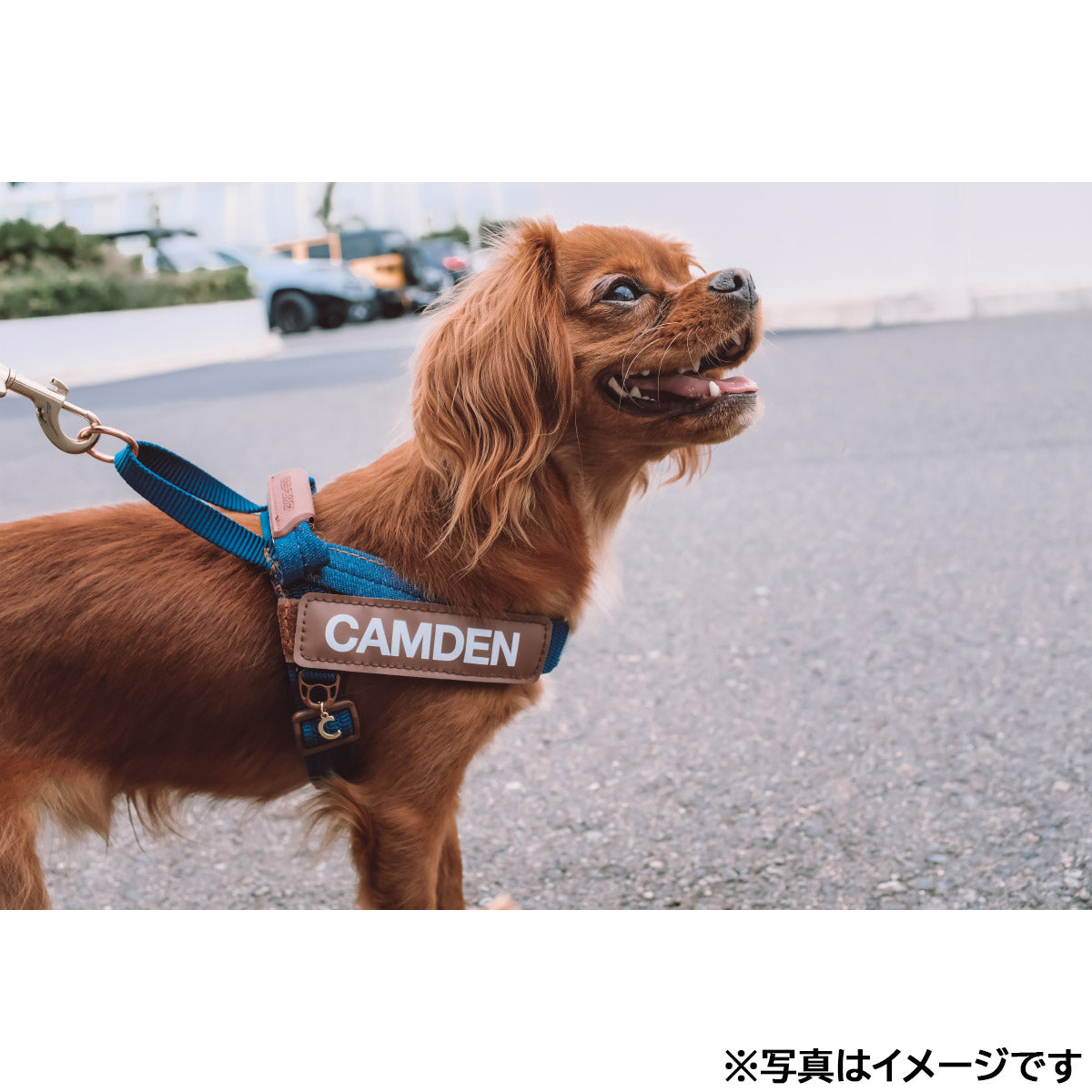 イージードッグ EZYDOG エクスプレスハーネス XXS デニム【送料無料】
