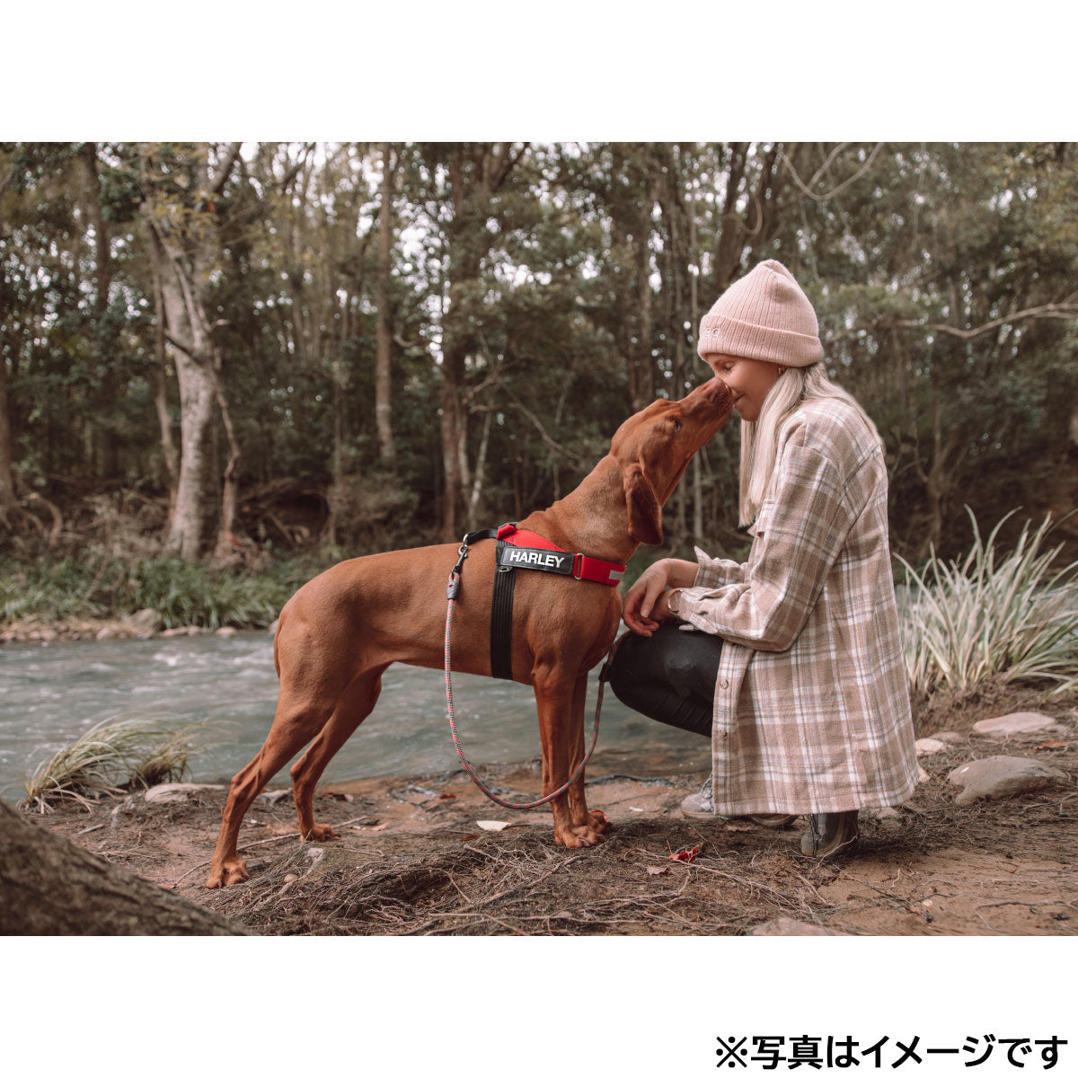 イージードッグ EZYDOG エクスプレスハーネス XS グリーンカモ【送料無料】