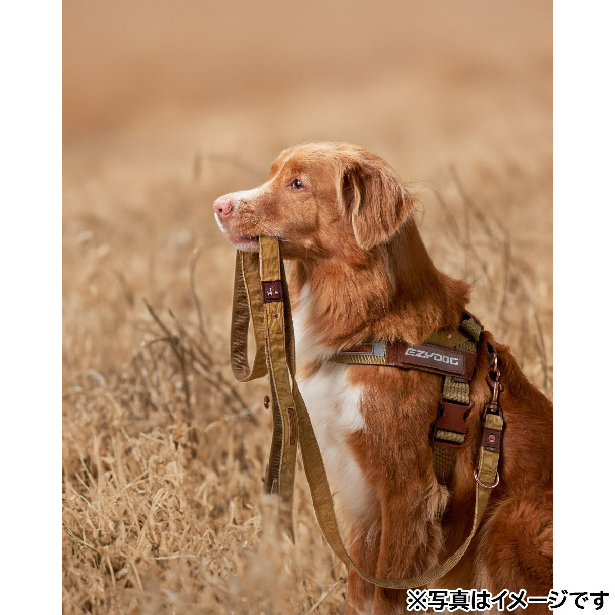 イージードッグ EZYDOG エクスプレスハーネス S コーデュロイ【送料無料】