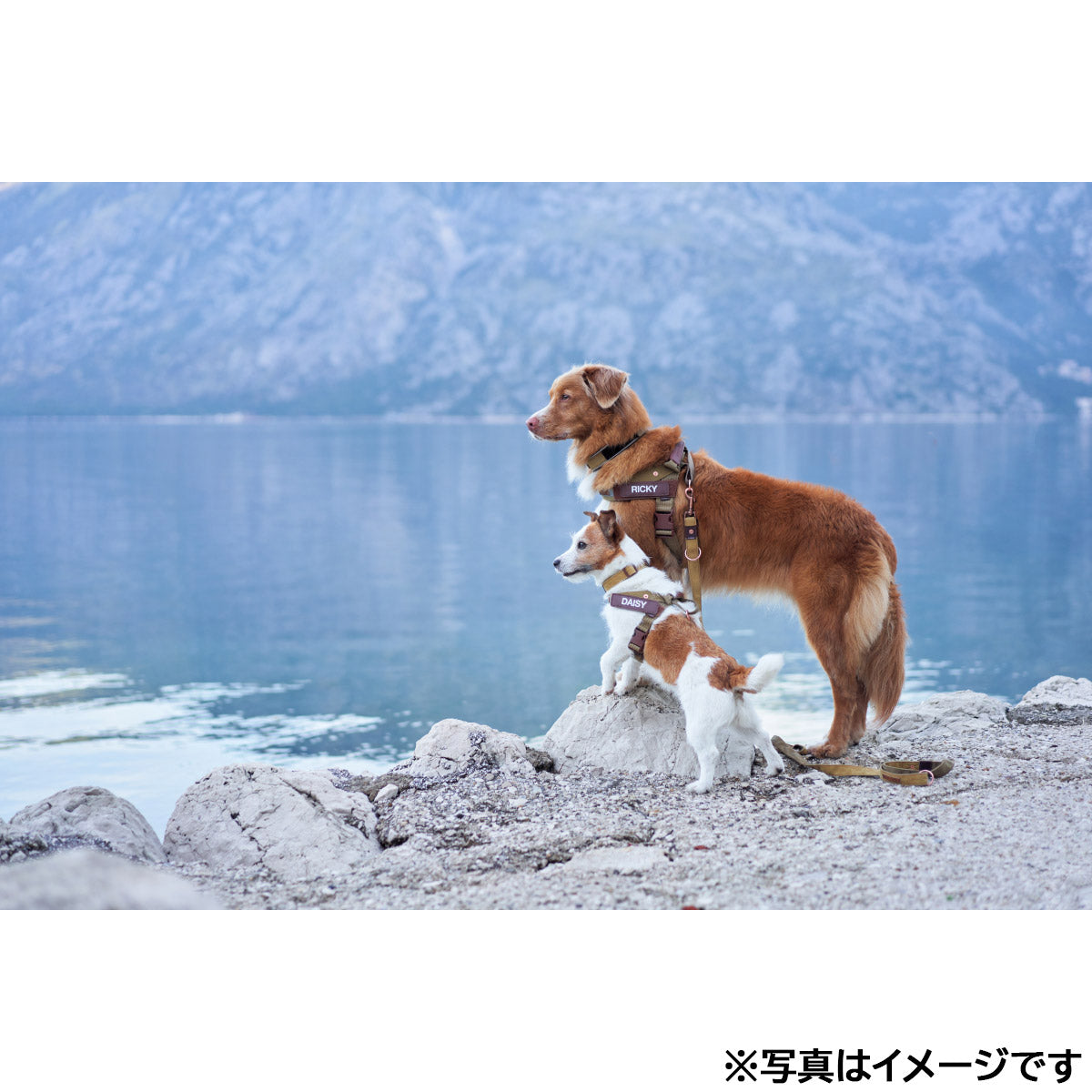 イージードッグ EZYDOG エクスプレスハーネス S コーデュロイ【送料無料】