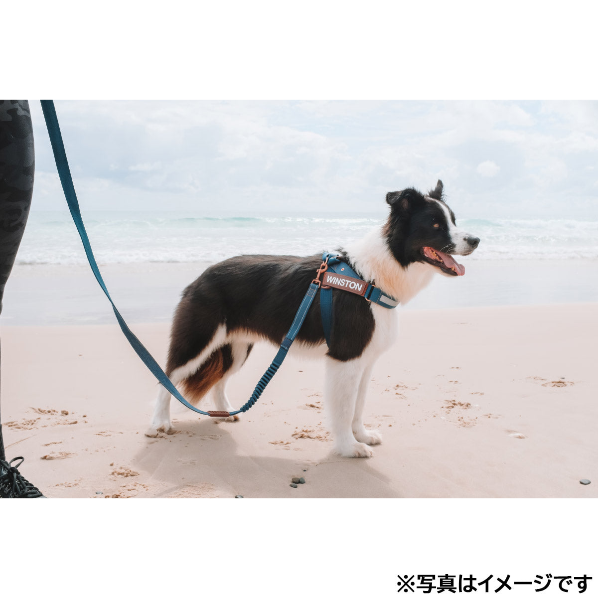 イージードッグ EZYDOG エクスプレスハーネス M デニム【送料無料】