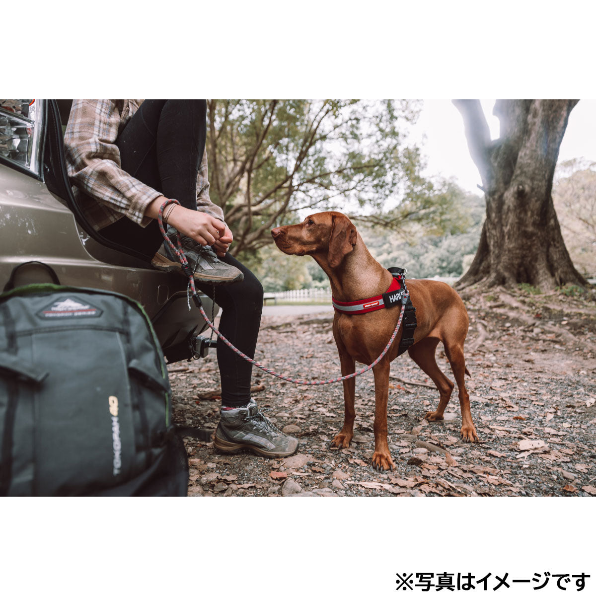 イージードッグ EZYDOG エクスプレスハーネス XL レッド【送料無料】