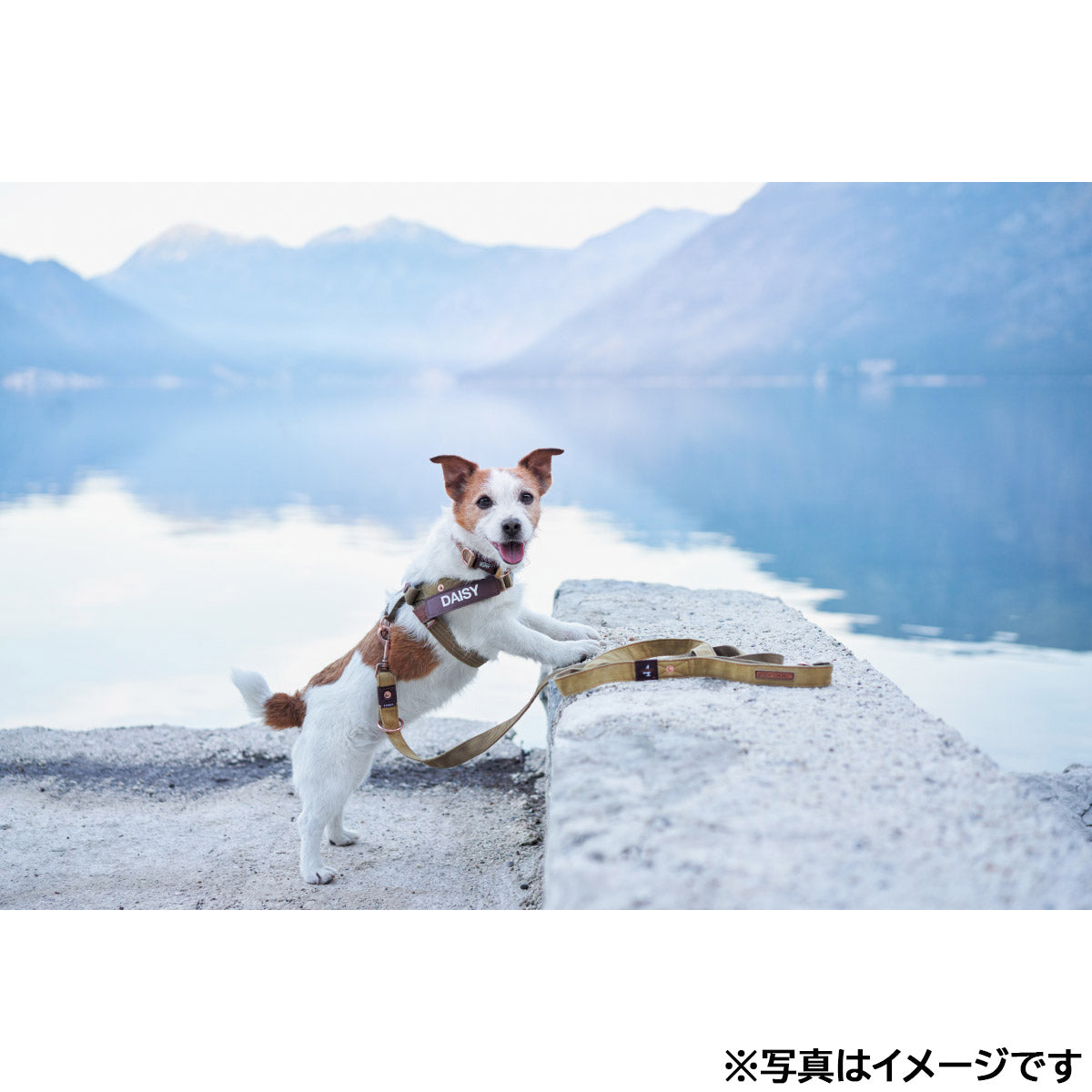 イージードッグ EZYDOG エクスプレスハーネス XL コーデュロイ【送料無料】
