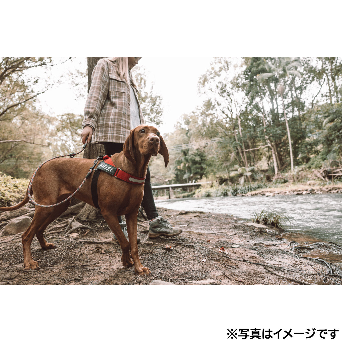 イージードッグ EZYDOG サミットリード レッド