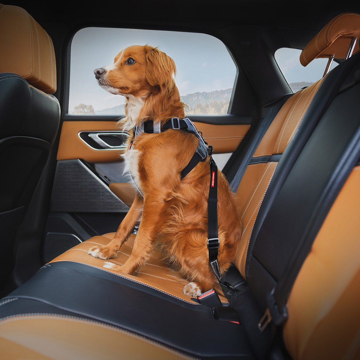 イージードッグ EZYDOG クリックISOFIX ブラック