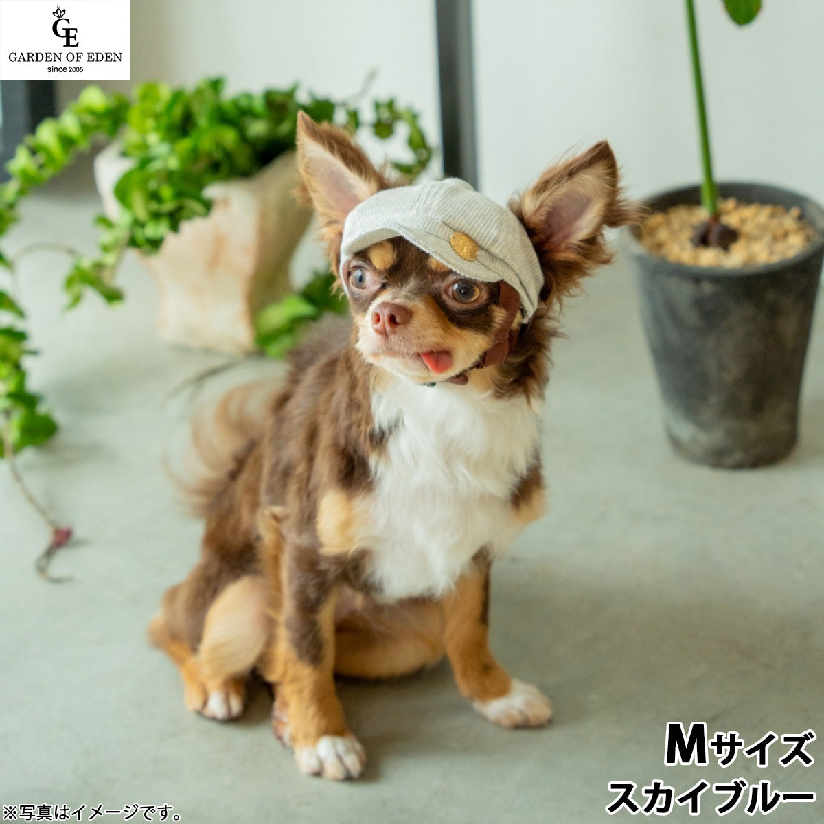 犬の帽子 ガーデンオブエデン オーガニックコットンキャスケット M スカイブルー