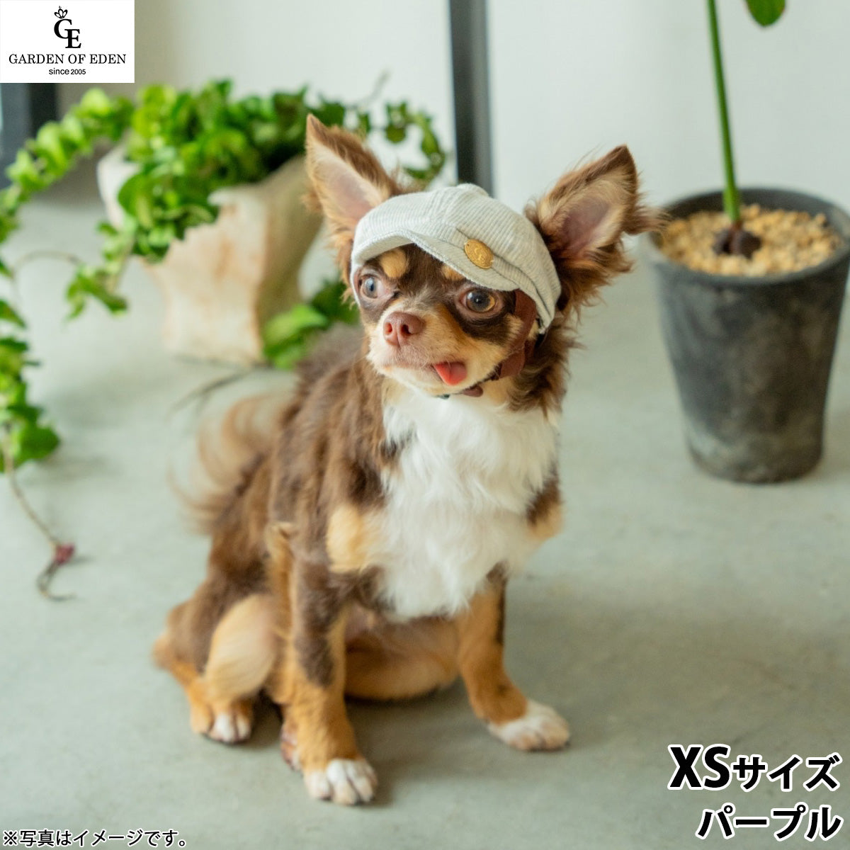 犬の帽子 ガーデンオブエデン オーガニックコットンキャスケット XS パープル