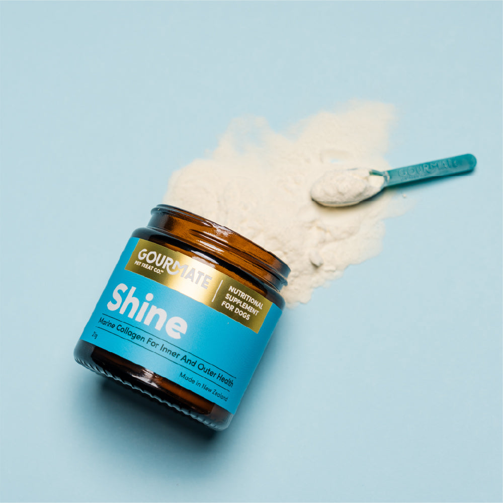 GOURMATE グルメイト 犬猫用サプリメント シャイン皮膚被毛消化器サポート パウダー 21g×12個