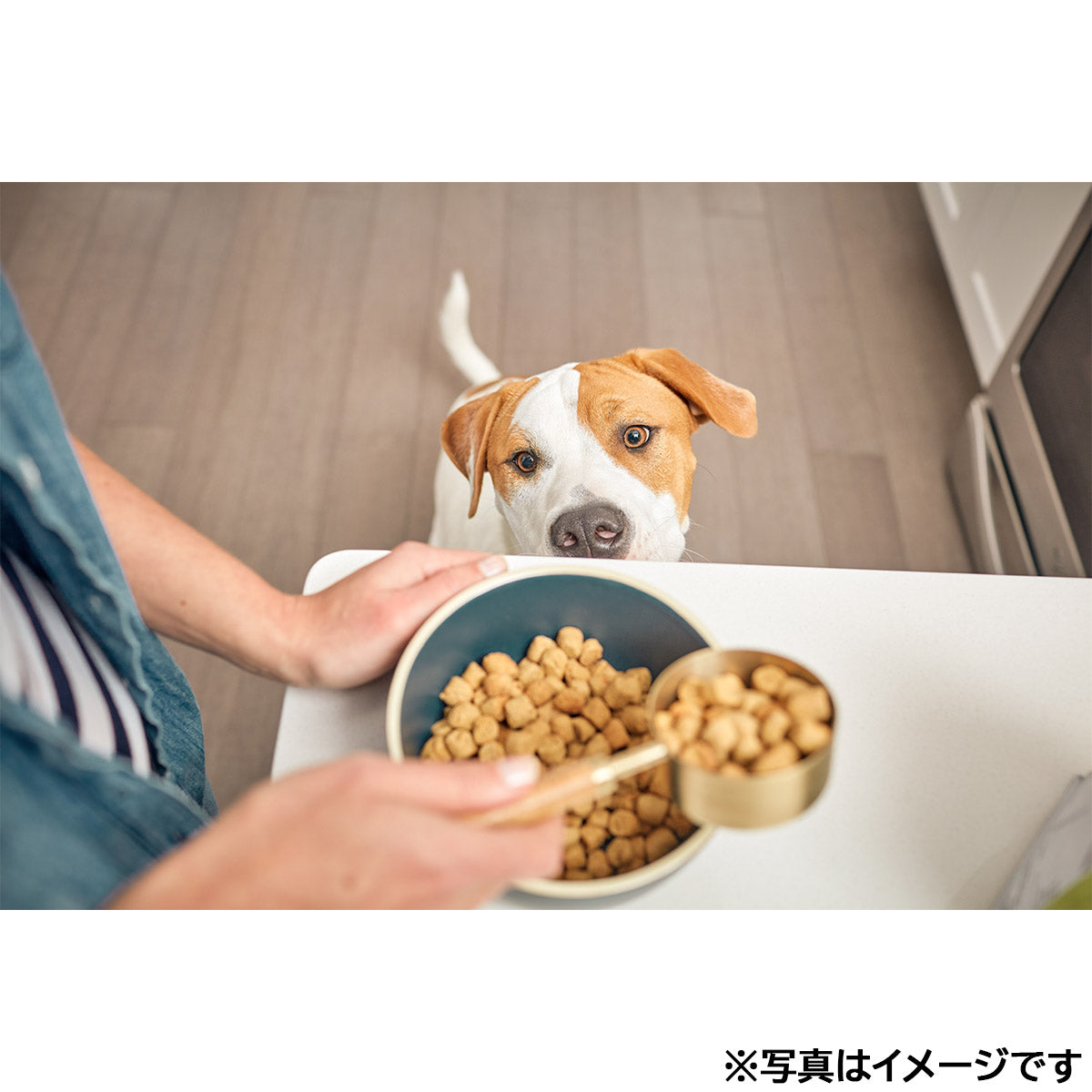オネストキッチン HONEST KITCHEN ドッグフード クランチ グレインフリー チキン 450g×6個セット