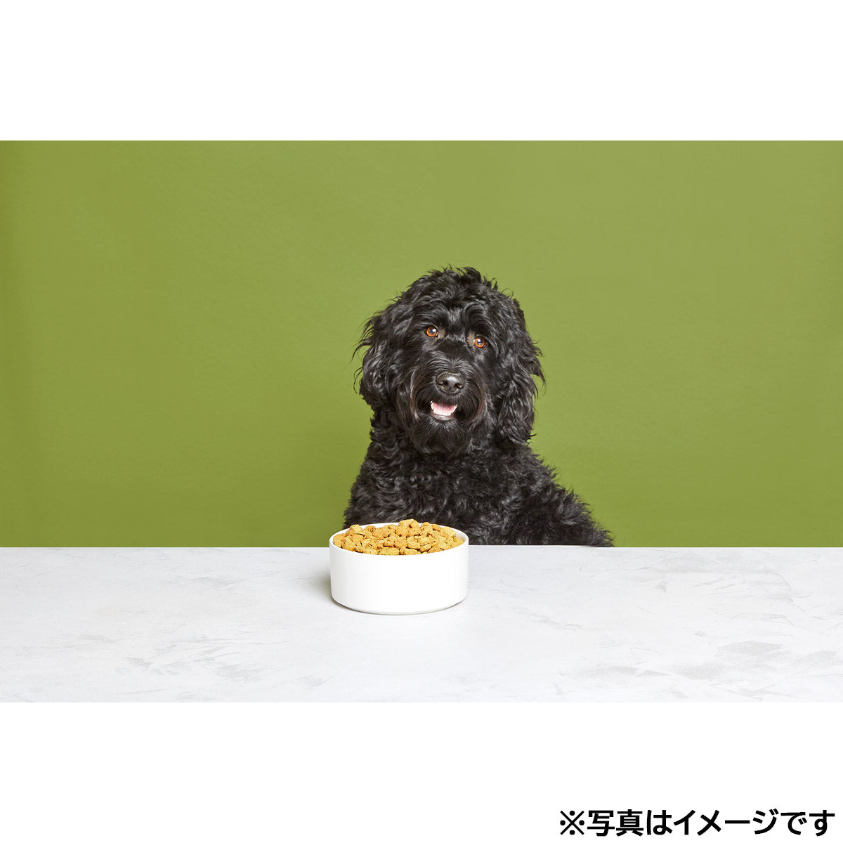 オネストキッチン HONEST KITCHEN ドッグフード クランチ グレインフリー チキン 50g×24個セット