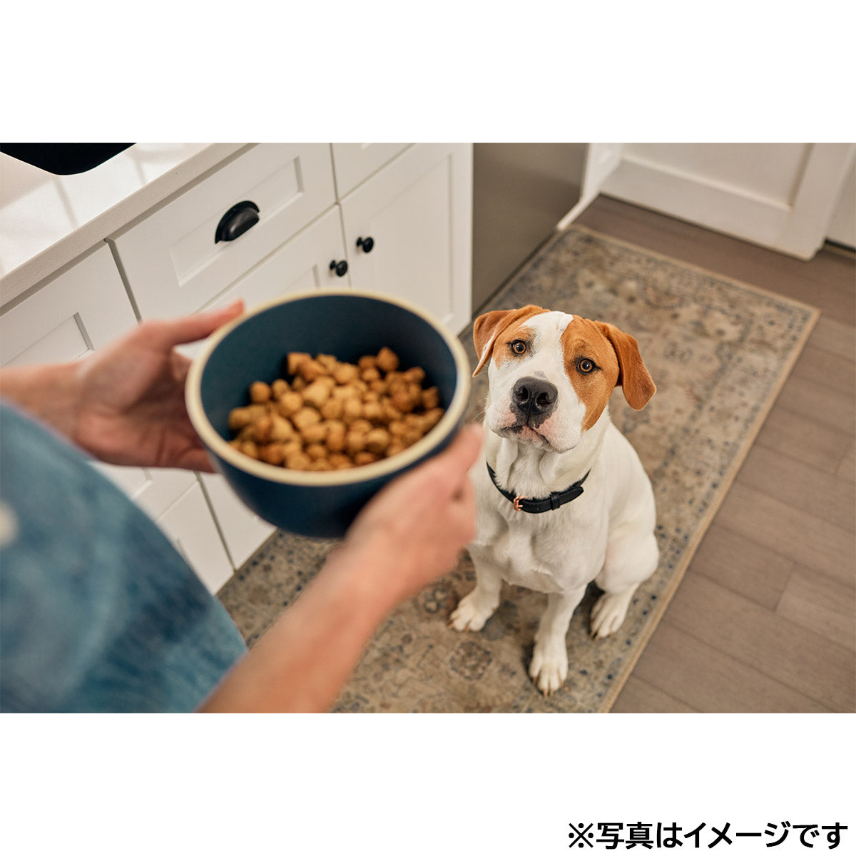 オネストキッチン HONEST KITCHEN ドッグフード クランチ グレインフリー ターキー 50g×24個セット