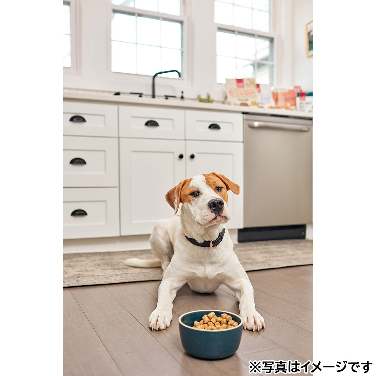 オネストキッチン HONEST KITCHEN ドッグフード クランチ グレインフリー ターキー 2.27kg×6個セット