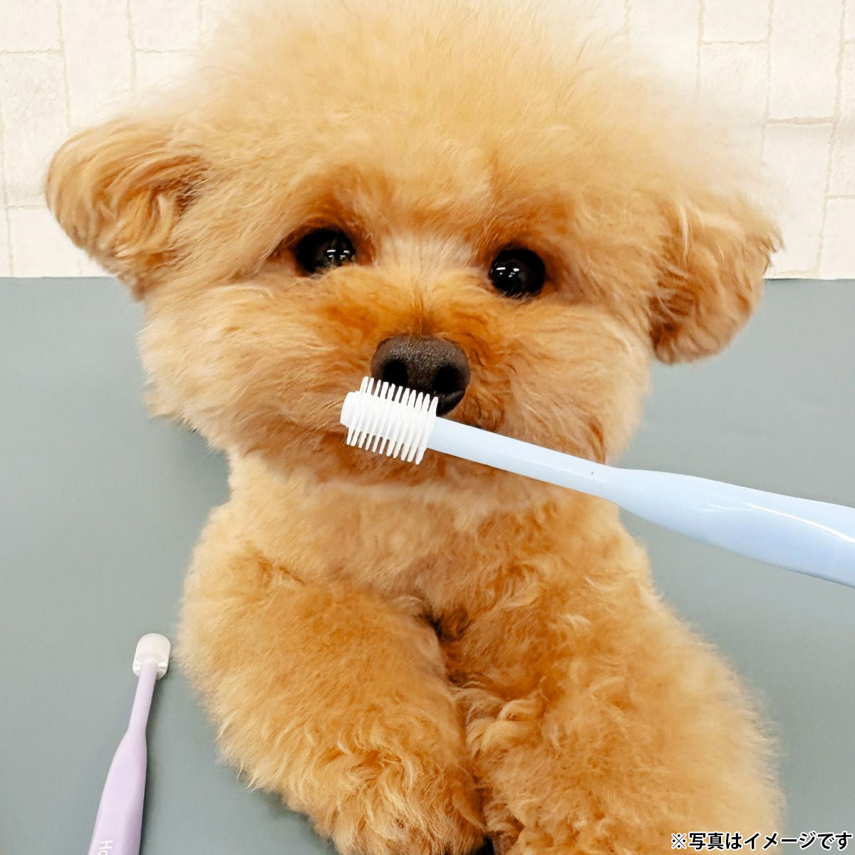 ハピコ Hapico 犬用歯ブラシ ミニ ブルー