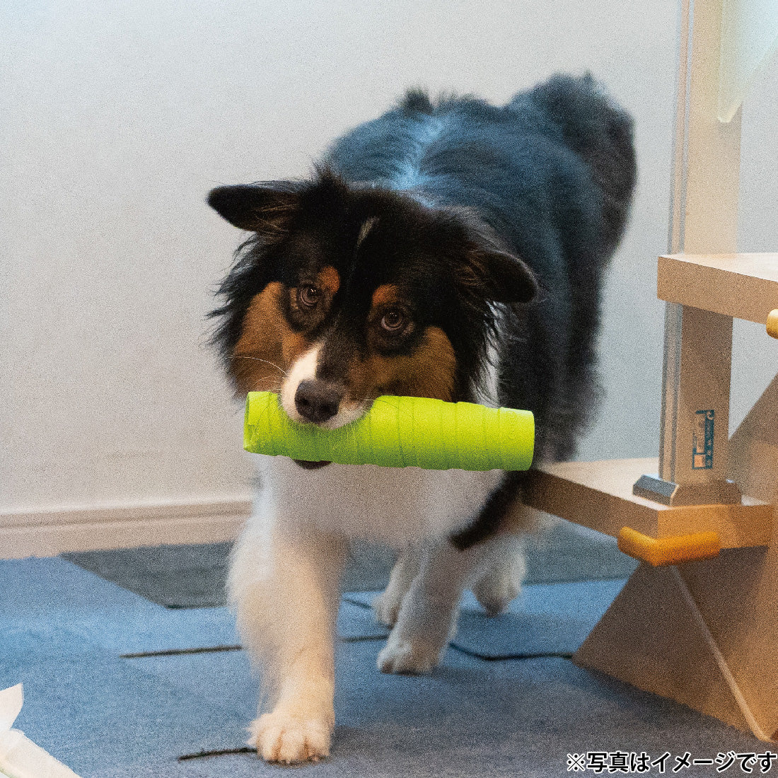 ジョイサー JOYSER ホールスティック 犬用おもちゃ ライム