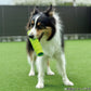ジョイサー JOYSER ホールスティック 犬用おもちゃ ライム