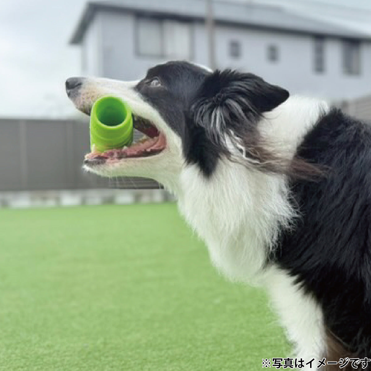 ジョイサー JOYSER ホールスティック 犬用おもちゃ ライム
