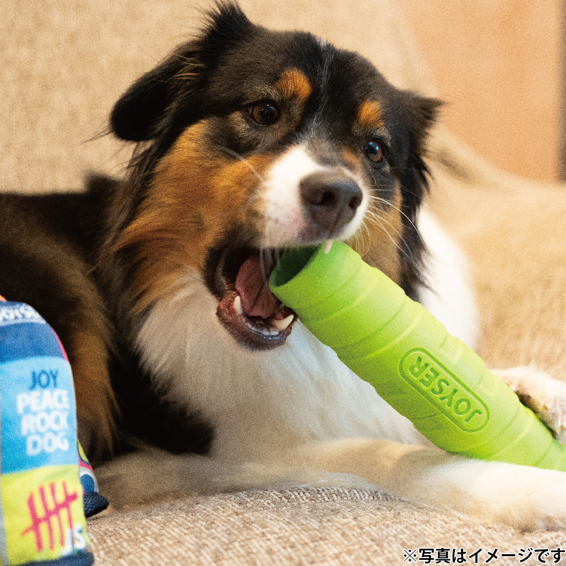 ジョイサー JOYSER ホールスティック 犬用おもちゃ オレンジ