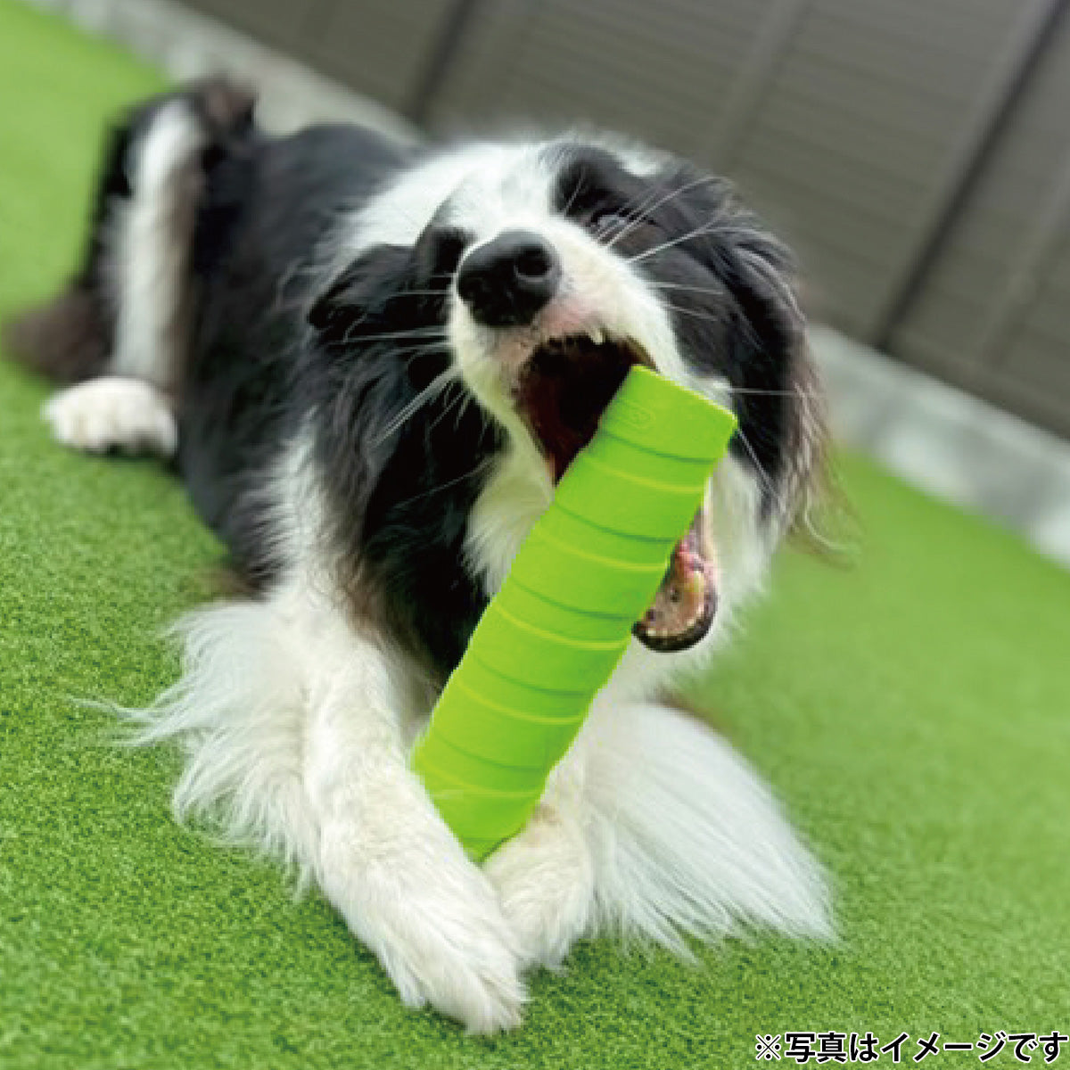 ジョイサー JOYSER ホールスティック 犬用おもちゃ オレンジ