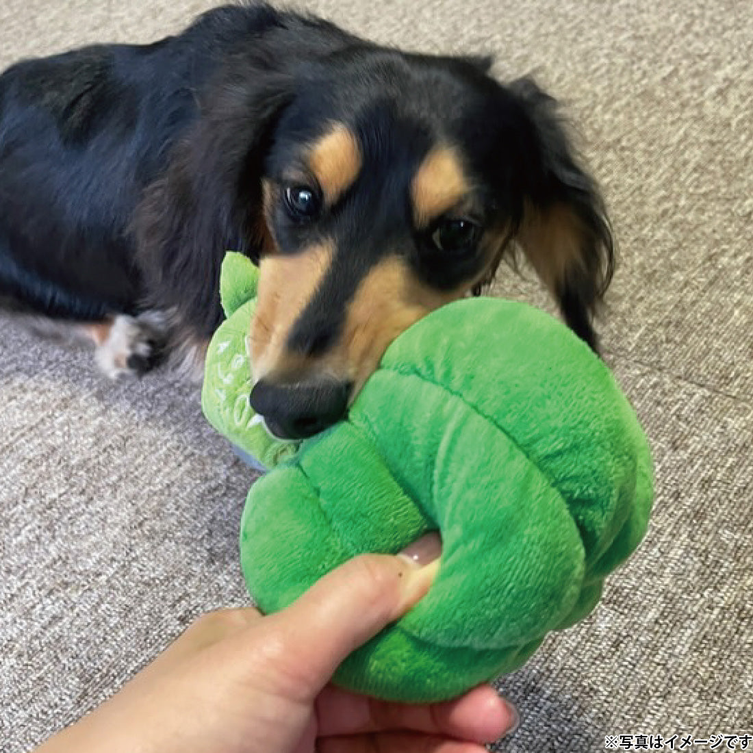 ジョイサー JOYSER エコベジー ブロッコリー 犬用おもちゃ