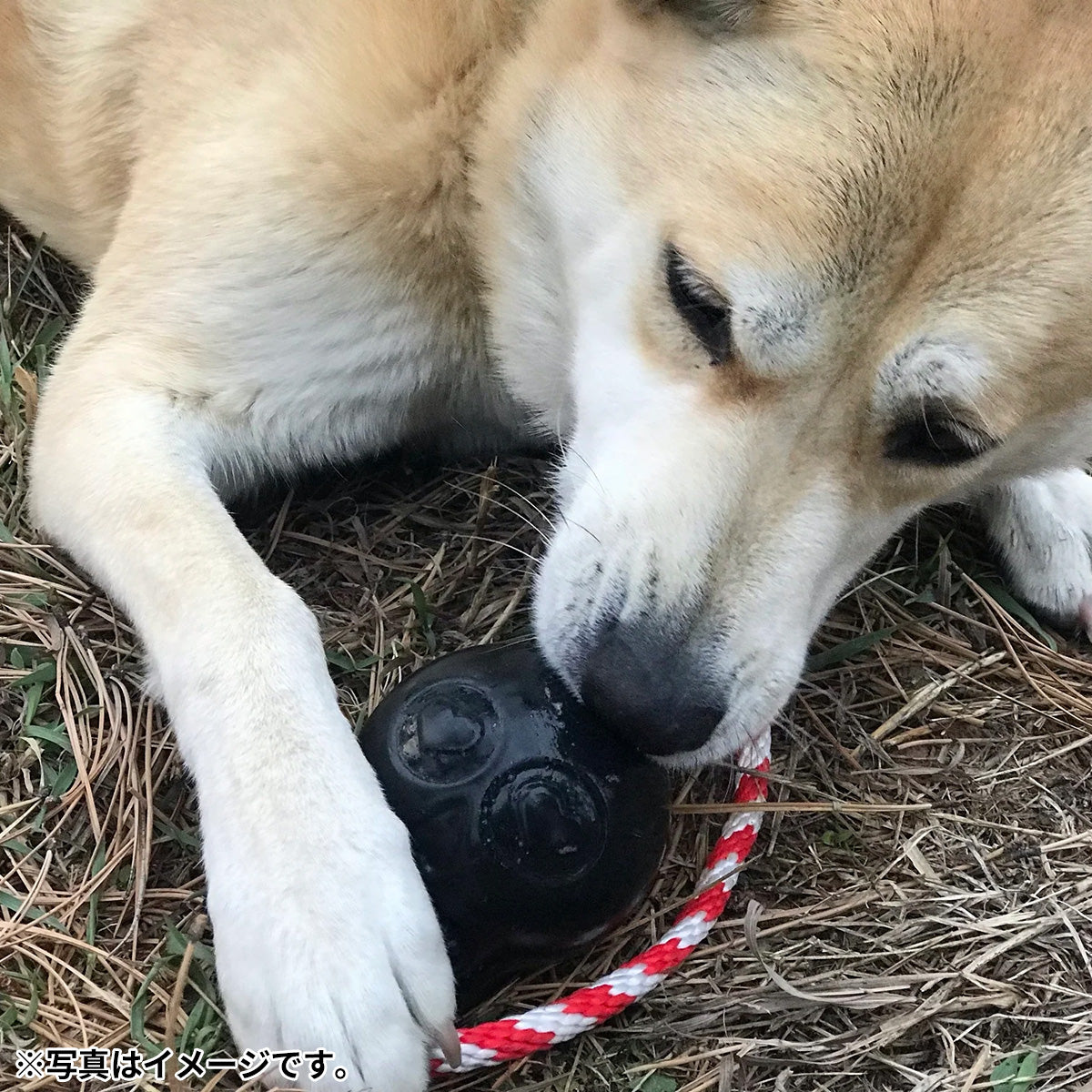 ソダパップ USA-K9 タグトイ スカル L ピンク【送料無料】