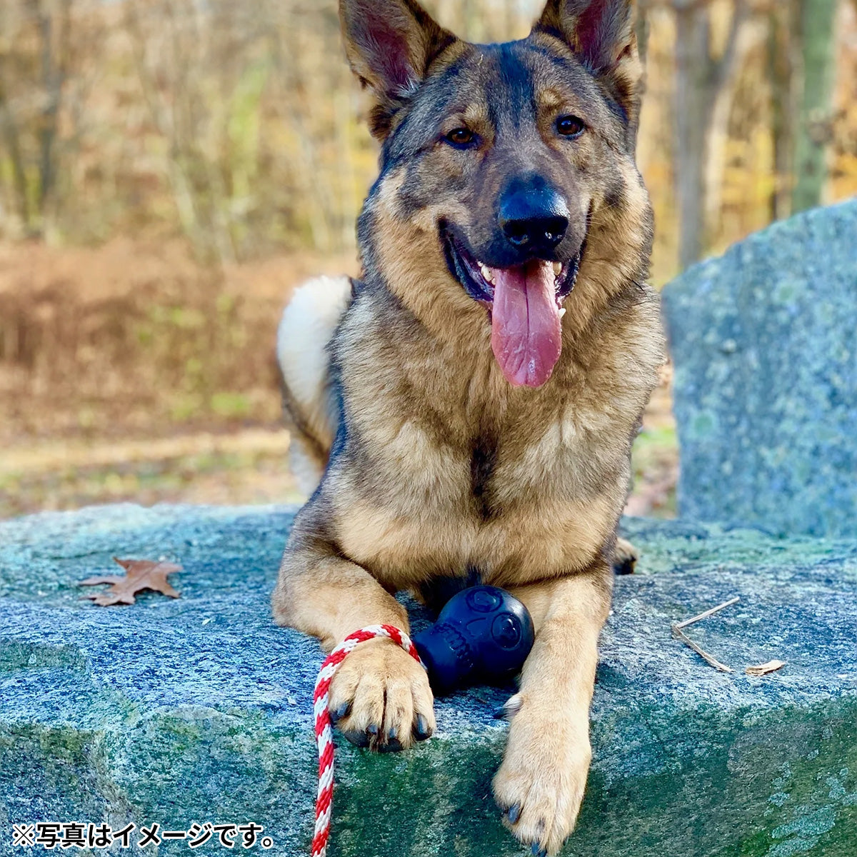 ソダパップ USA-K9 タグトイ スカル L ピンク【送料無料】