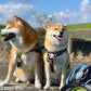 KILONINER キロナイナー 2023モデル M1 Light Speed Harness M1 ライトスピード ハーネス XS Pink/Wolf Grey【送料無料】