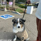KILONINER キロナイナー BIG DOG SHORT LEASH 大型犬用ショートリード Green【送料無料】