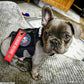 KILONINER キロナイナー アクセサリー Key Chain Tag キーチェーンタグ Remove Before Poop M