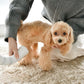 ルーヴドー ペット LOUVREDO PET 復元ドライヤーPET ホワイト