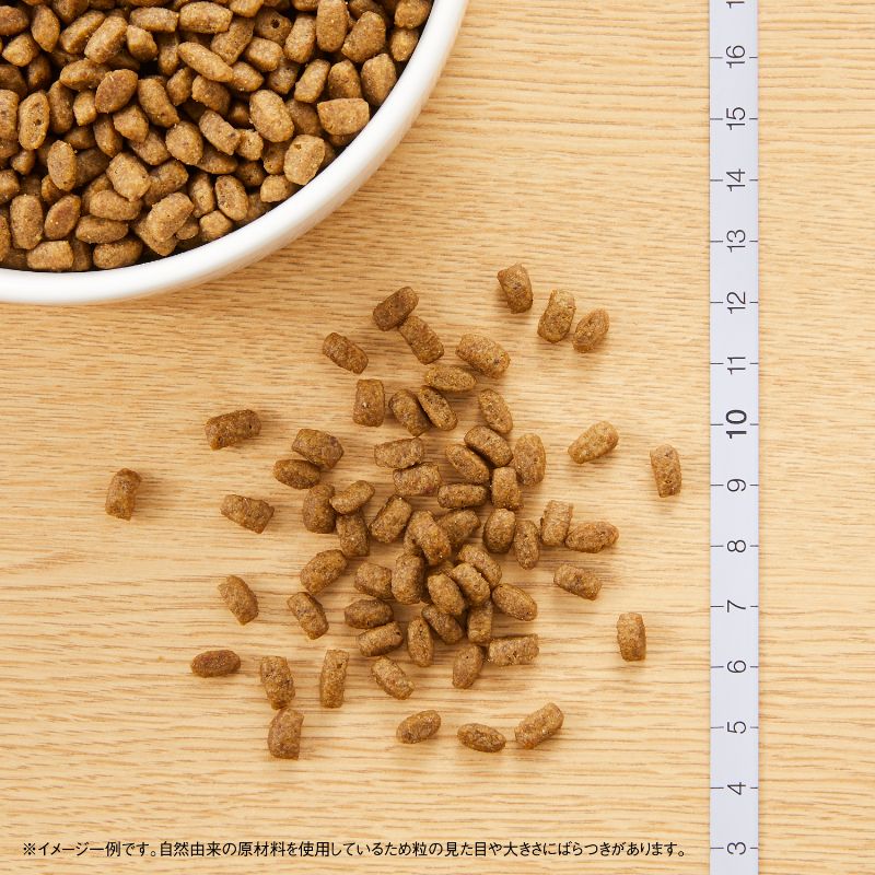 ニュートロ Nutro ナチュラルチョイス Natural Choice キャットフード 室内で暮らす子猫用 チキン キトン 400g 無添加 天然 ナチュラルフード