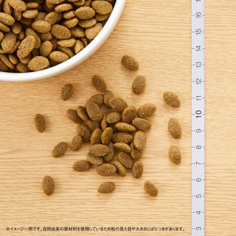 ニュートロ Nutro ナチュラルチョイス Natural Choice キャットフード 穀物フリー アダルト サーモン 400g×10袋