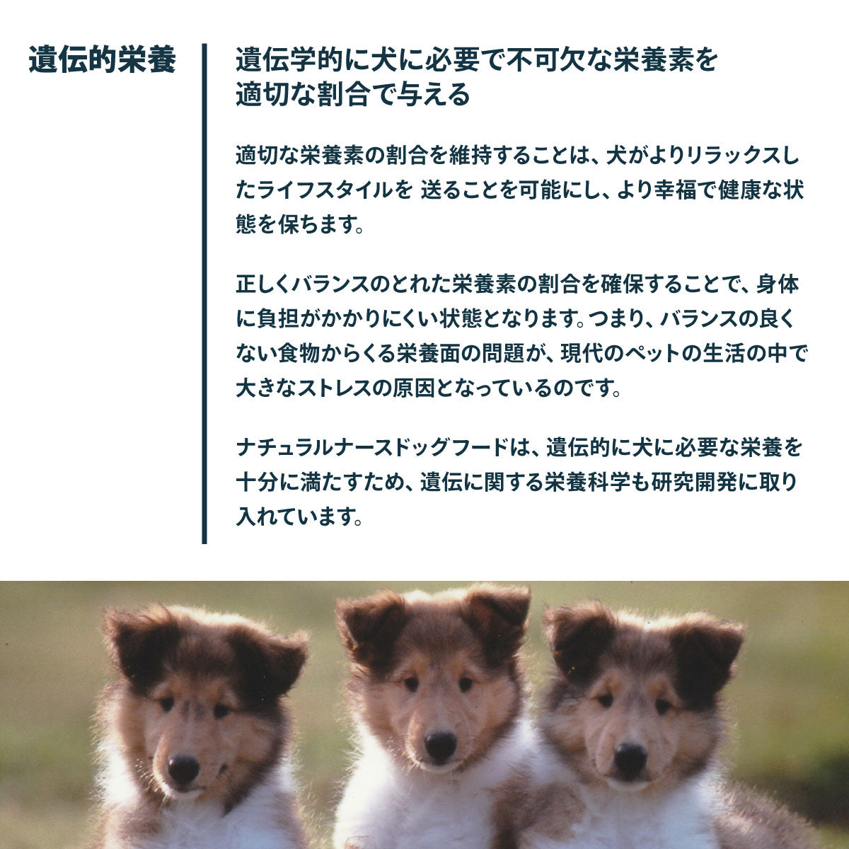 ナチュラルナース ドッグフード NATURAL NURSE 800g 犬用品/ペットグッズ/ペット用品