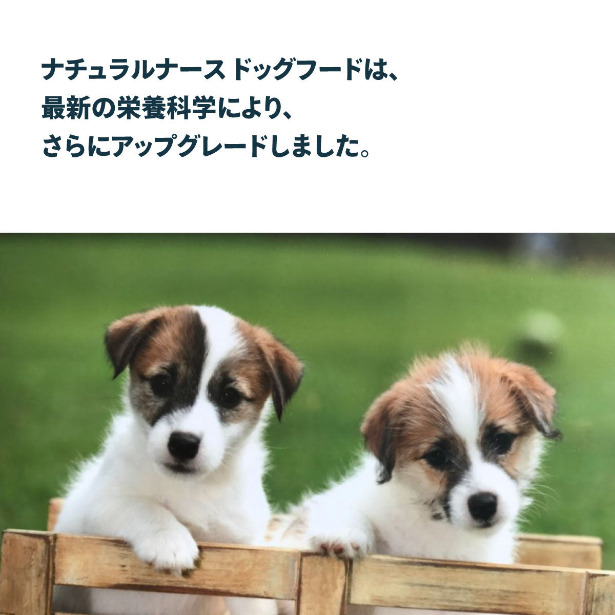 ナチュラルナース ドッグフード NATURAL NURSE 2.4kg×3個セット 犬用品/ペットグッズ/ペット用品 送料無料