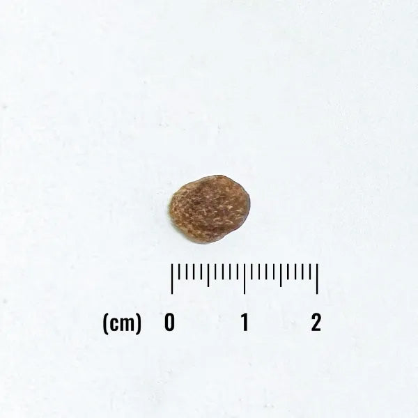 ナチュラルバランス ドッグフード LID グレインフリー 成犬用 ダック＆ポテト 小粒 800g×12個セット